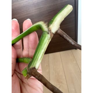 数量限定大特価！極上親株の茎　斑入りモンステラ　ボルシギアナ　ホワイトタイガー(その他)