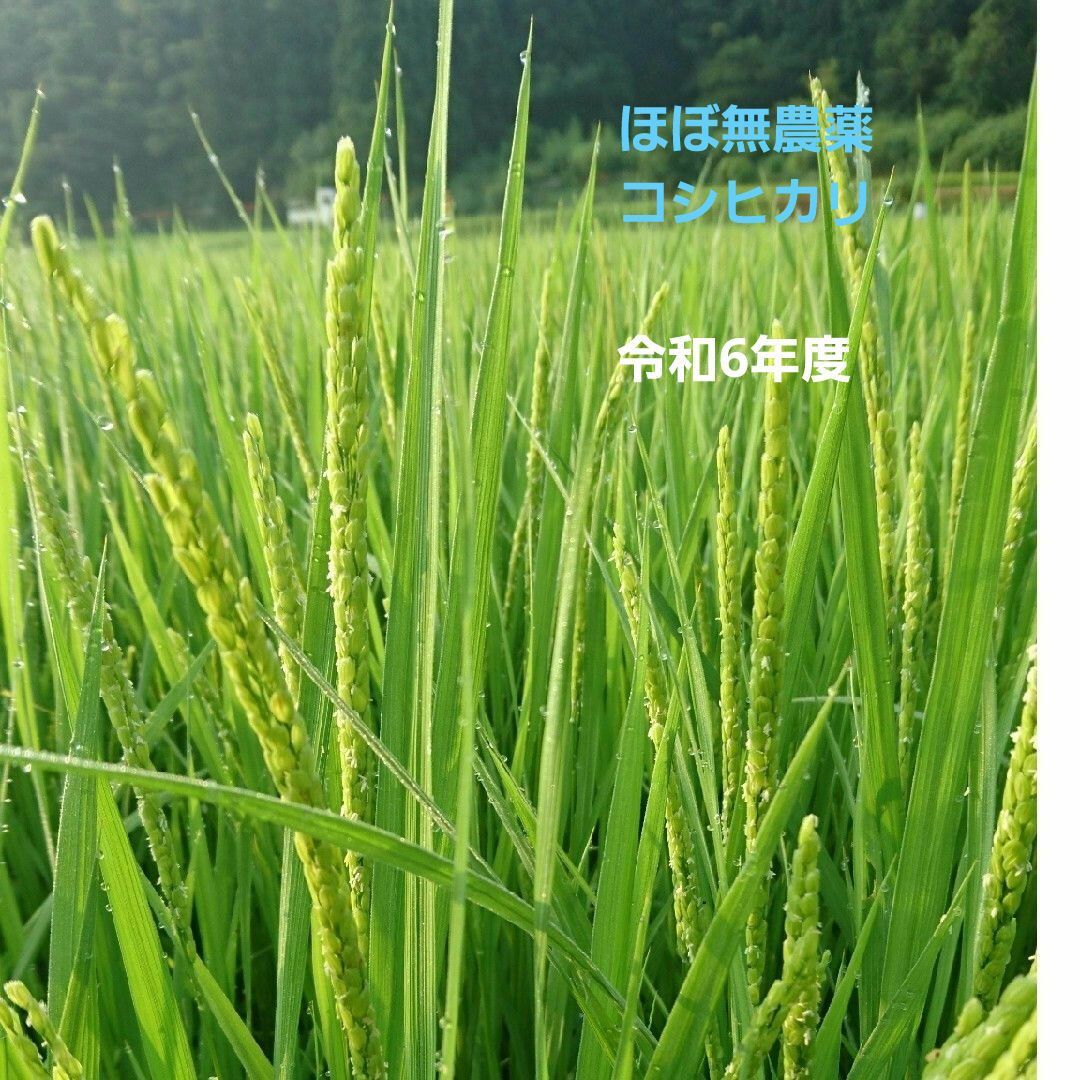 令和6年産 朝日米玄米20キロ 令和6年産 朝日米玄米20キロ