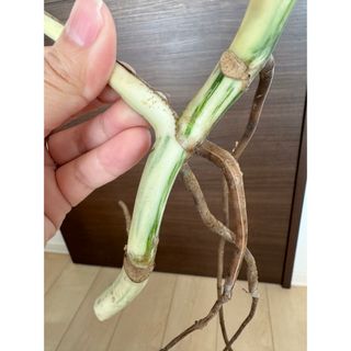 新芽3芽付き！発根済み！長い大株茎！斑入りモンステラ　極太茎　ホワイトタイガー(その他)