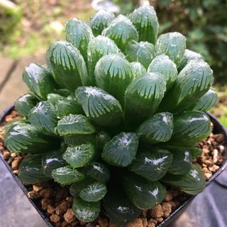 【激安】オブツーサ 特大株　大粒　極上品　ハオルチア 良株　美株　多肉 観葉植物(その他)
