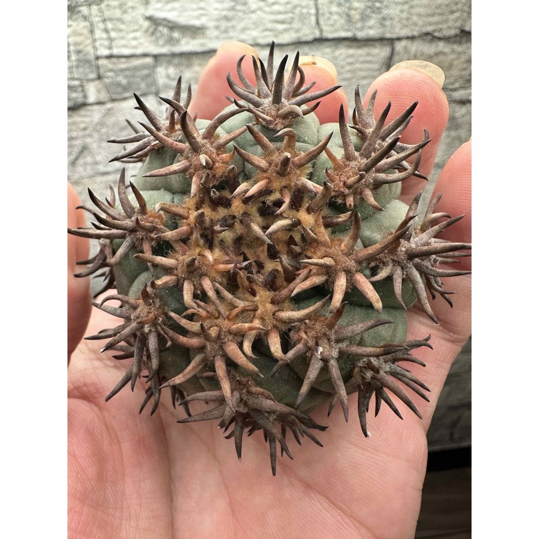ギムノカリキウム 短刺 天平丸 大玉 ギムノカリキウム 短刺 天平丸 大玉