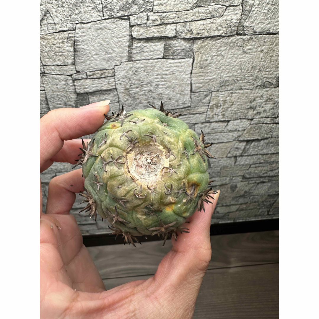 ギムノカリキウム 短刺 天平丸 大玉 ギムノカリキウム 短刺 天平丸 大玉