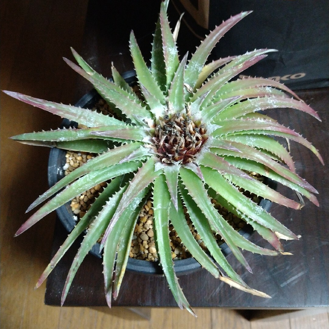 開花株 入手困難 希少 シンコラエア バールマルクシーSincoraea bur 開花株 入手困難 希少 シンコラエア バールマルクシーSincoraea bur