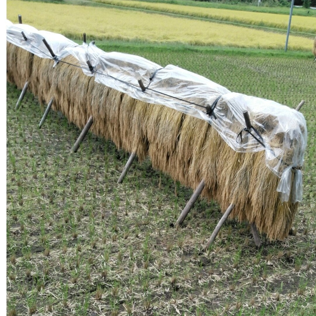 栃木県新米ゆうだい21、30キロ無農薬のお米、安心、安全なお 栃木県新米ゆうだい21、30キロ無農薬のお米、安心、安全なお