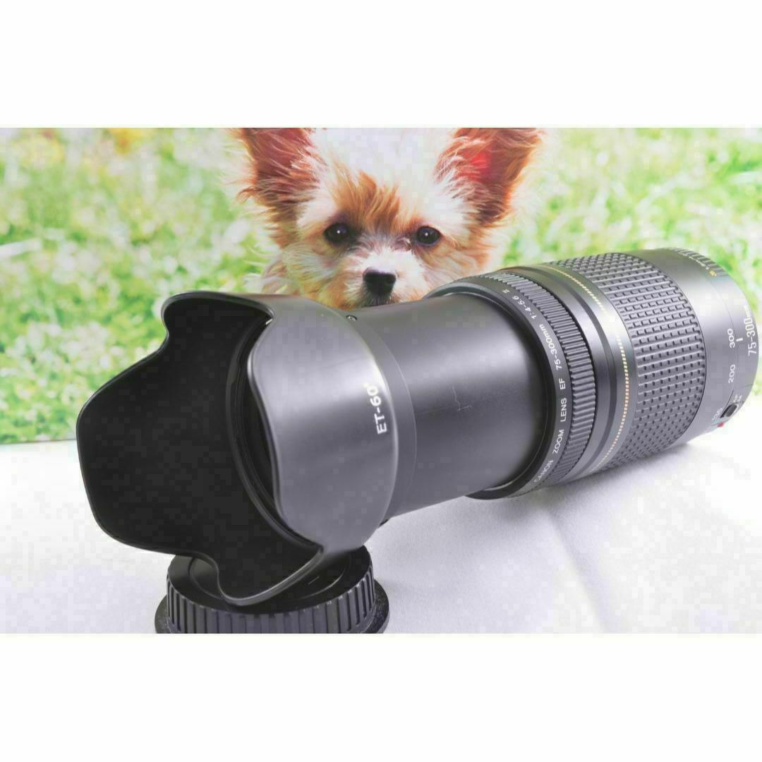 ♢望遠レンズ 感動を望遠で!Canon キヤノン EF75-300mm ♢望遠レンズ 感動を望遠で!Canon キヤノン EF75-300mm