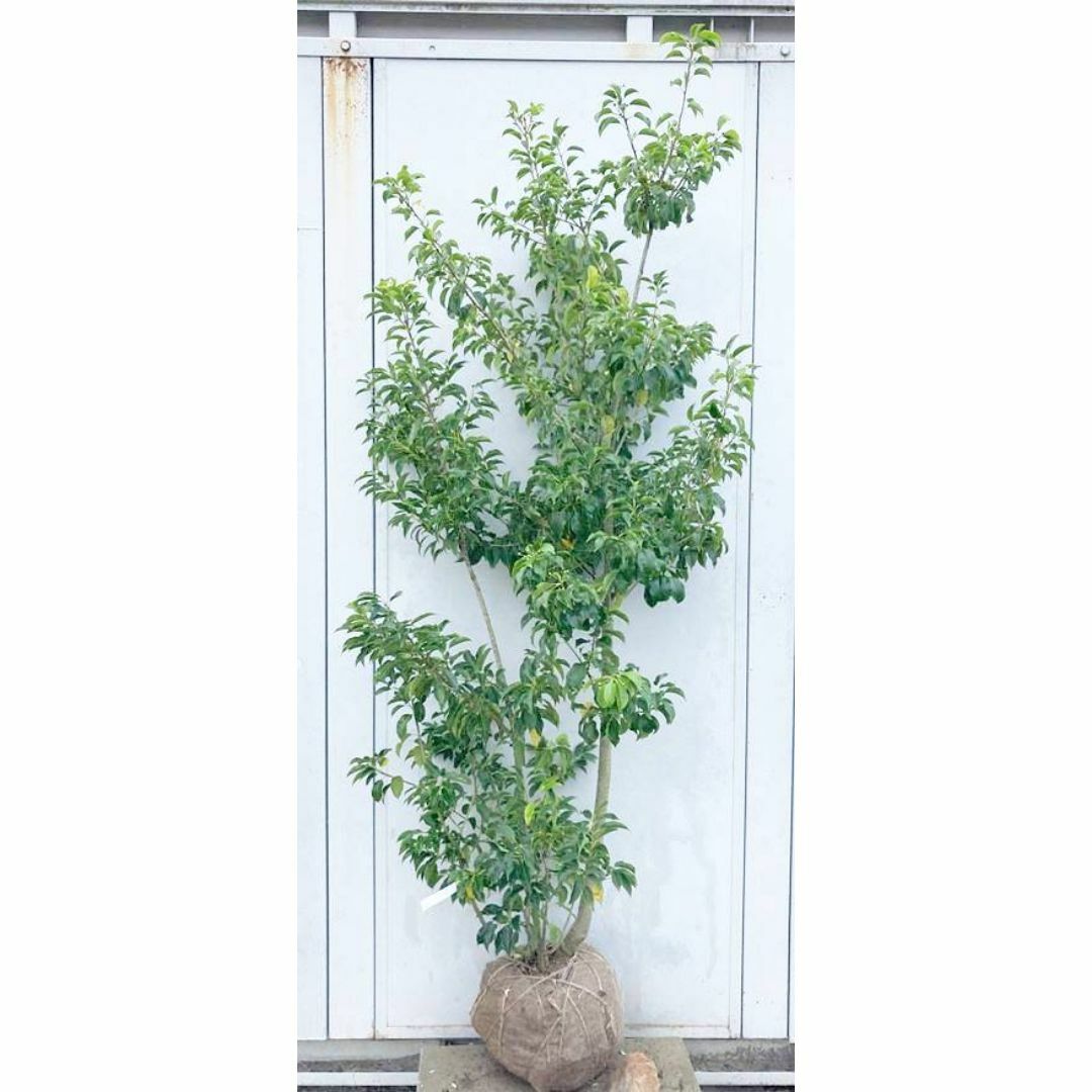 現品》ソヨゴ 株立ち(雌株・メス株) 樹高1.9m(根鉢含まず) 現品》ソヨゴ 株立ち(雌株・メス株) 樹高1.9m(根鉢含まず)
