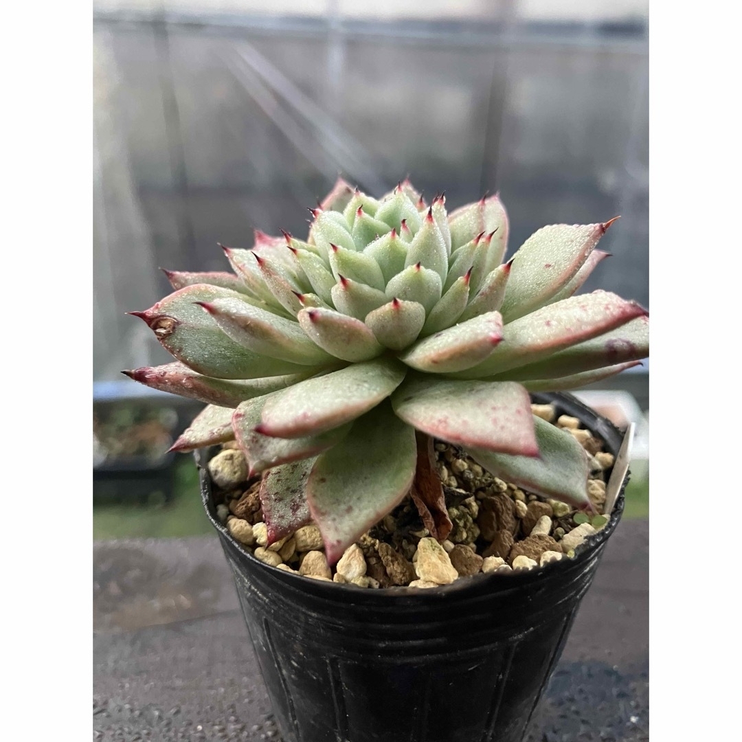 チャマママ様　専用 ハンドメイドのフラワー/ガーデン(その他)の商品写真