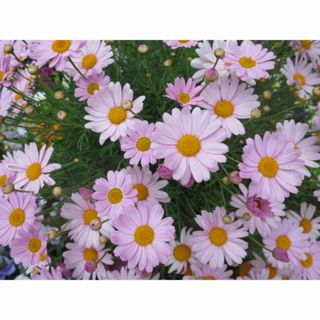 観葉植物 苗木　マーガレット　ピンクイエロー　１本　根付(その他)