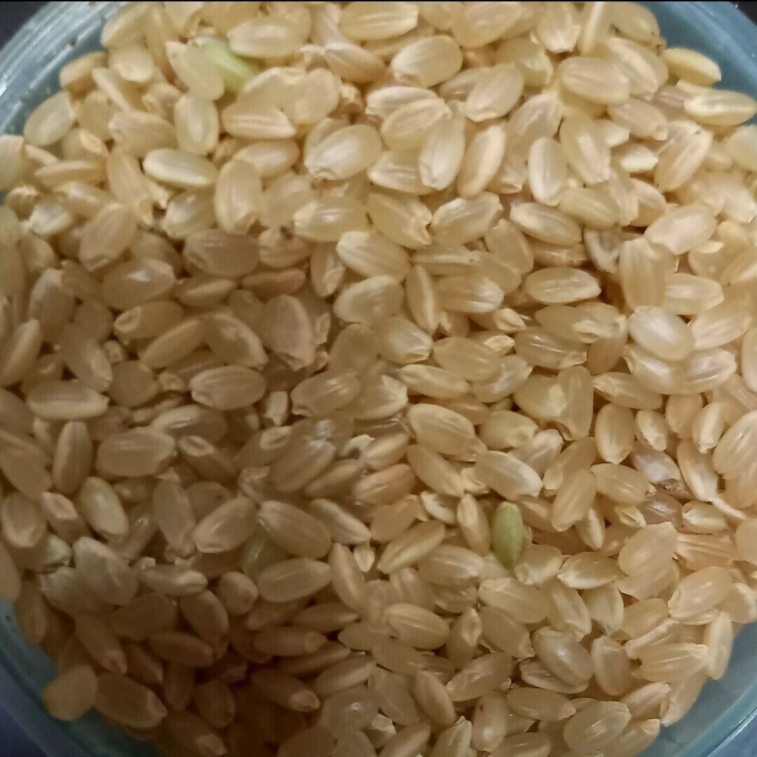 令和6年 茨城県産 コシヒカリ 玄米30kg. 令和6年 茨城県産 コシヒカリ 玄米30kg.