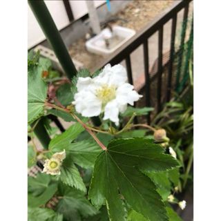 カジイチゴ　抜き苗　木苺(その他)