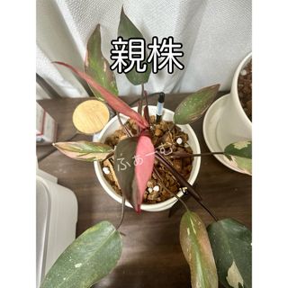 フィロデンドロン・ピンクプリンセス【34】（鉢つき）(その他)