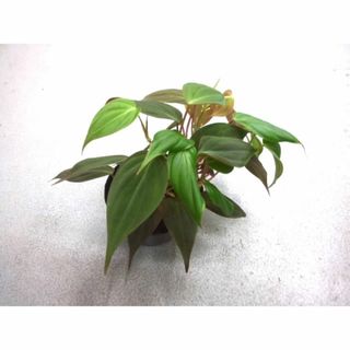 フィロデンドロン　ミカンス　苗　観葉植物(その他)