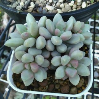 多肉植物パンダの目群生　抜き苗(その他)