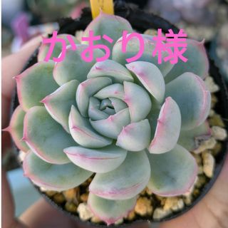 かおり様 おまとめ 多肉植物 エケベリア クリスタルローズ カット苗(その他)