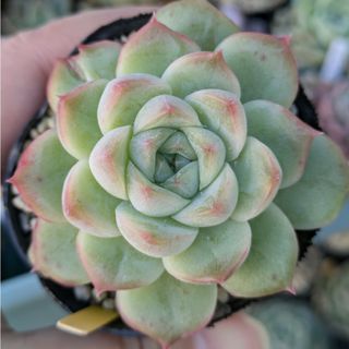 多肉植物 エケベリア マルガンクイーン カット苗(その他)