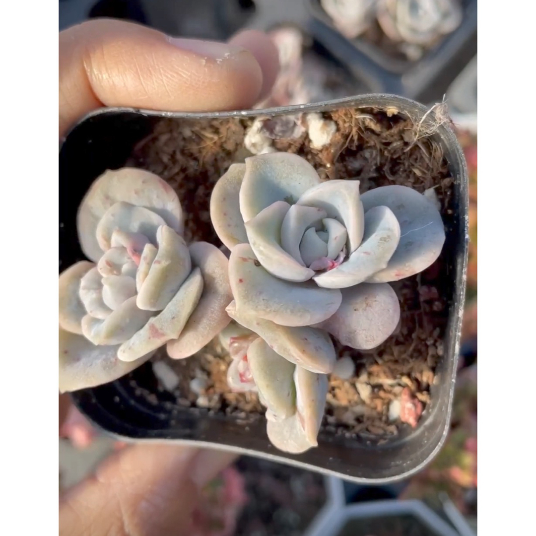 ラブリーローズ 赤斑 多肉植物 ラブリーローズ 赤斑 多肉植物