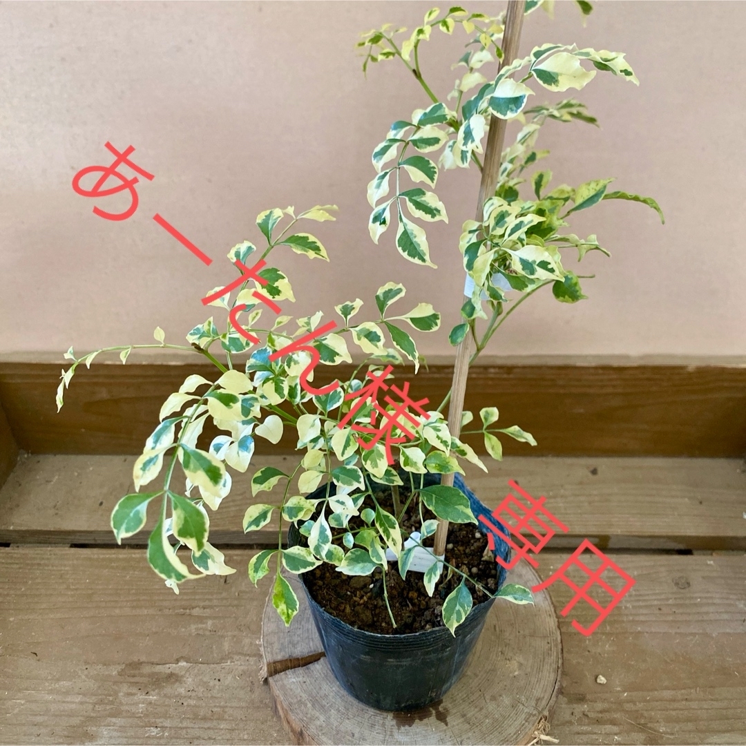 庭木植木 観葉植物 斑入りシマトネリコ 3ポット ハンドメイドのフラワー/ガーデン(その他)の商品写真