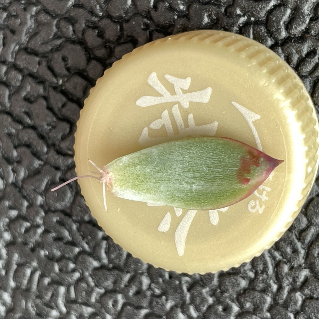 桃太郎 葉っぱ 小 1枚 桃太郎錦 ちょい斑入り 斑入り桃太郎 多肉 多肉植物 ハンドメイドのフラワー/ガーデン(その他)の商品写真