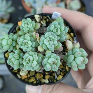 人気種 多肉植物 萌豆 カット苗(その他)