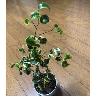 斑入り★ ベンジャミンバロック★抜き苗(その他)