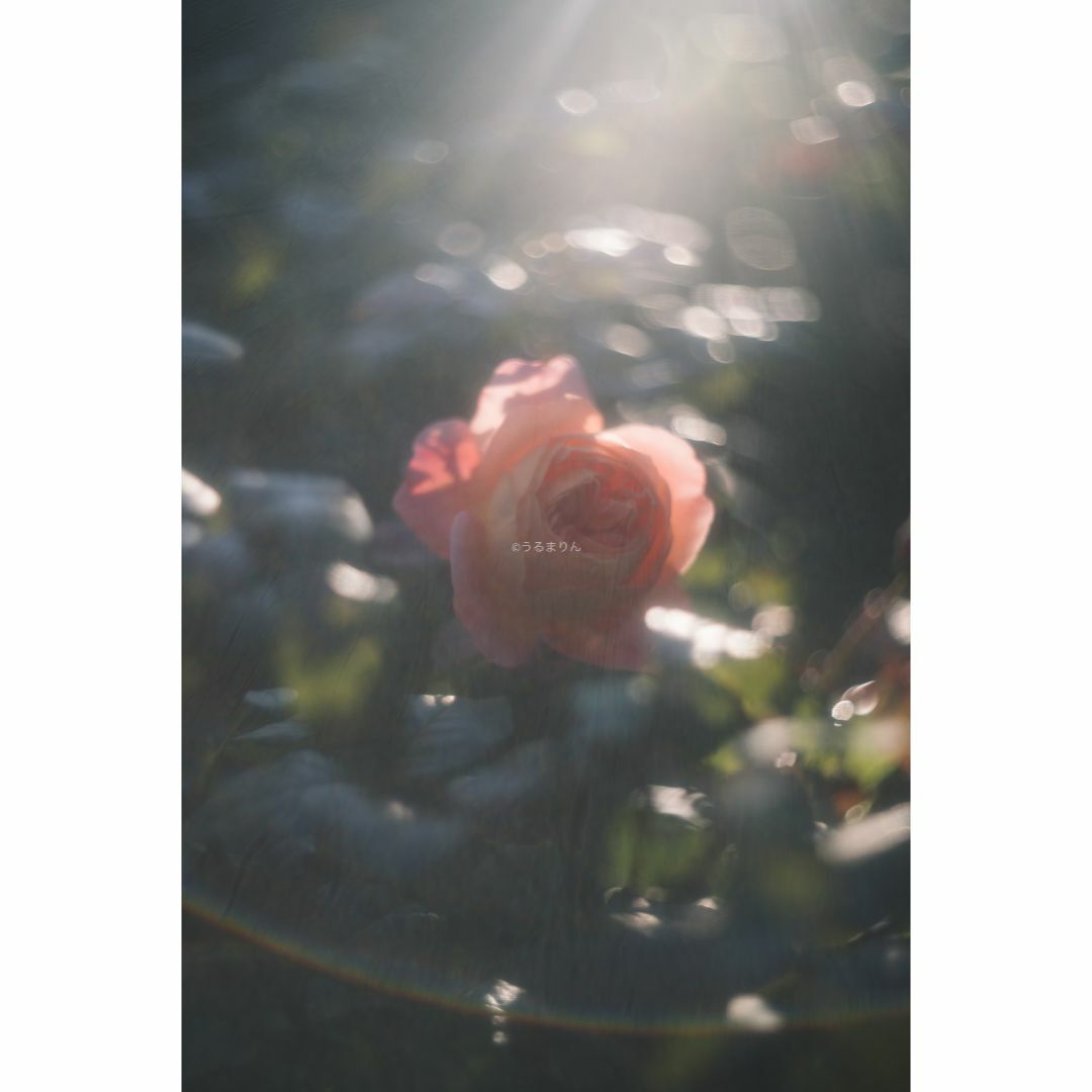 LEICA - 虹の出る癖玉!Leica Summar 50mm f2 オールドレンズの LEICA - 虹の出る癖玉!Leica Summar 50mm f2 オールドレンズの