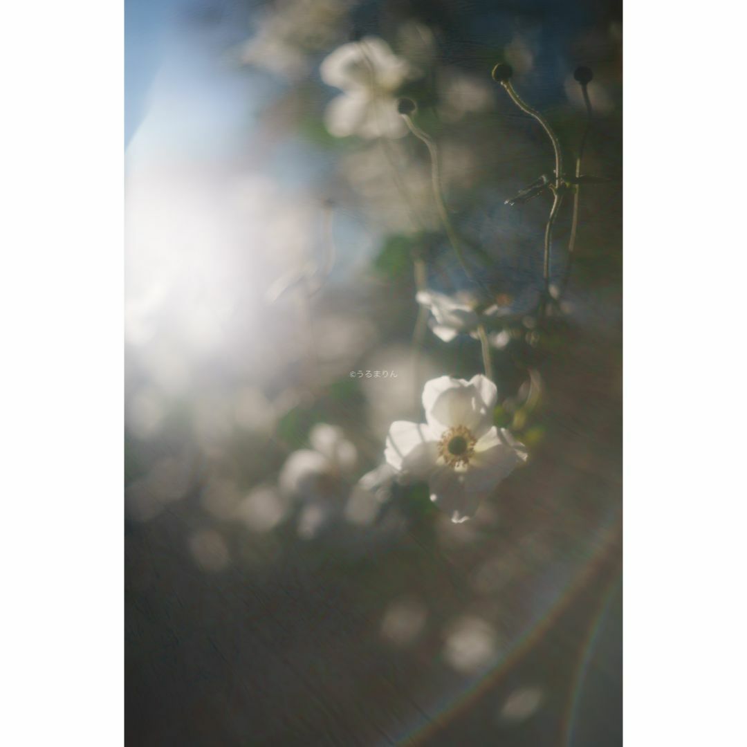 LEICA - 虹の出る癖玉!Leica Summar 50mm f2 オールドレンズの LEICA - 虹の出る癖玉!Leica Summar 50mm f2 オールドレンズの
