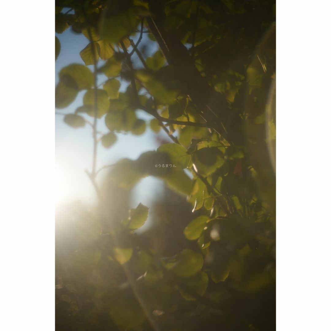 LEICA - 虹の出る癖玉!Leica Summar 50mm f2 オールドレンズの LEICA - 虹の出る癖玉!Leica Summar 50mm f2 オールドレンズの