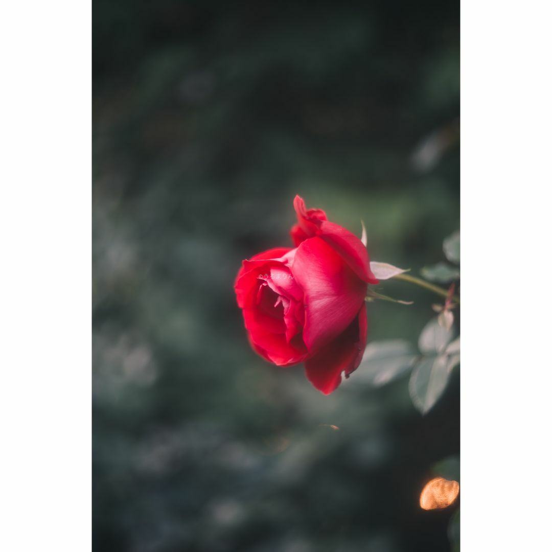 LEICA - 虹の出る癖玉!Leica Summar 50mm f2 オールドレンズの LEICA - 虹の出る癖玉!Leica Summar 50mm f2 オールドレンズの