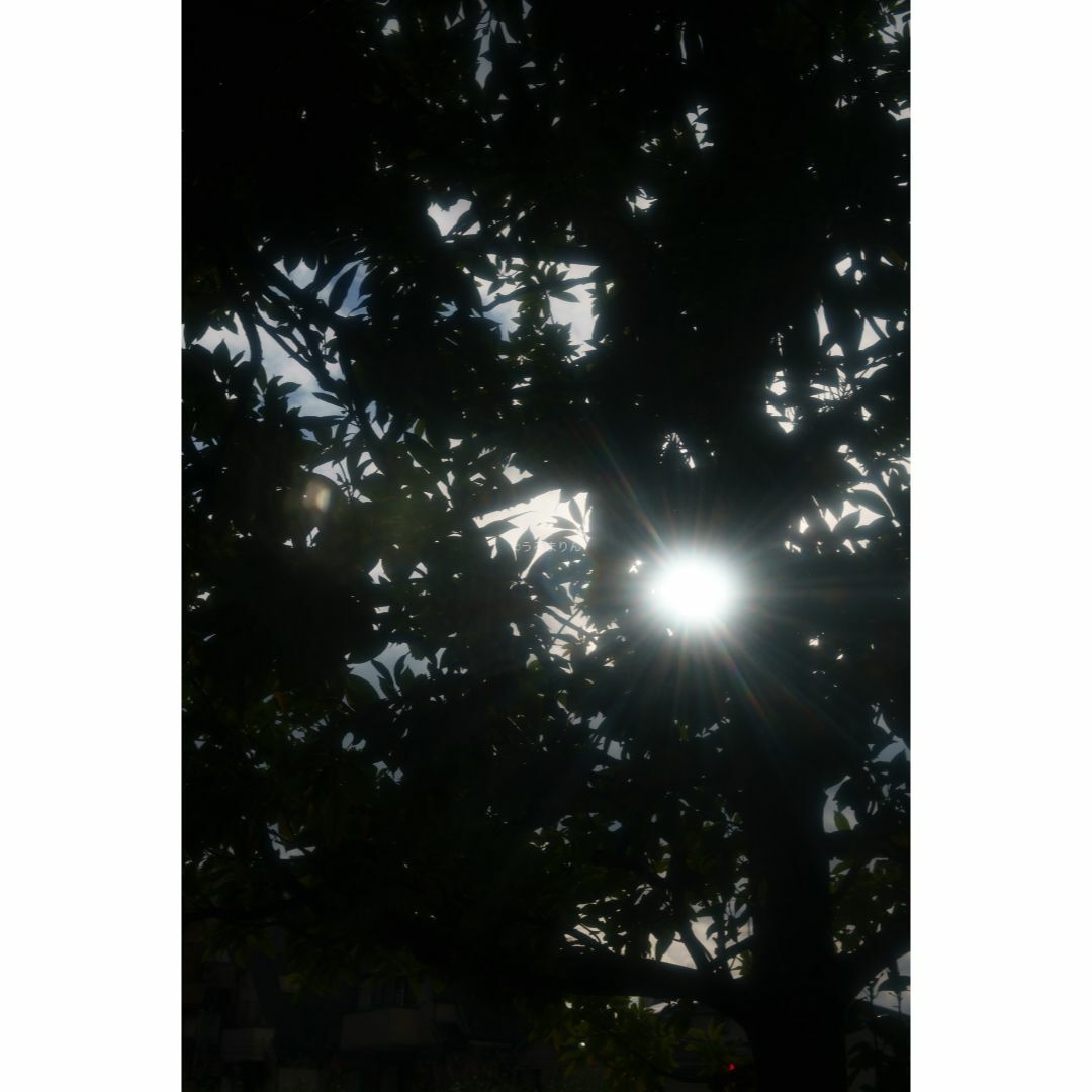 LEICA - 虹の出る癖玉!Leica Summar 50mm f2 オールドレンズの LEICA - 虹の出る癖玉!Leica Summar 50mm f2 オールドレンズの