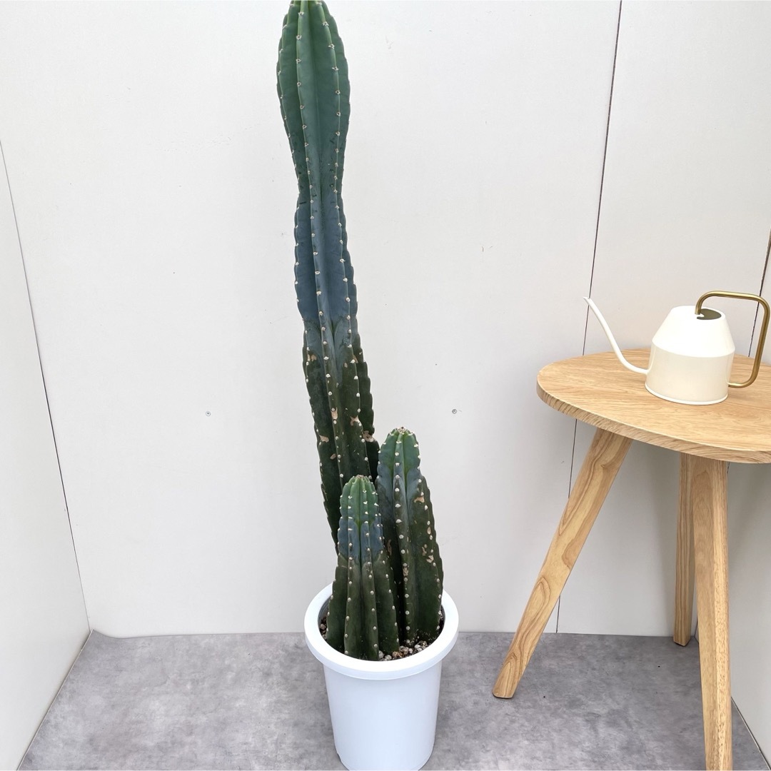 柱サボテン 3本立て 13【現品】観葉植物 ドライガーデン 大型 柱サボテン 3本立て 13【現品】観葉植物 ドライガーデン 大型