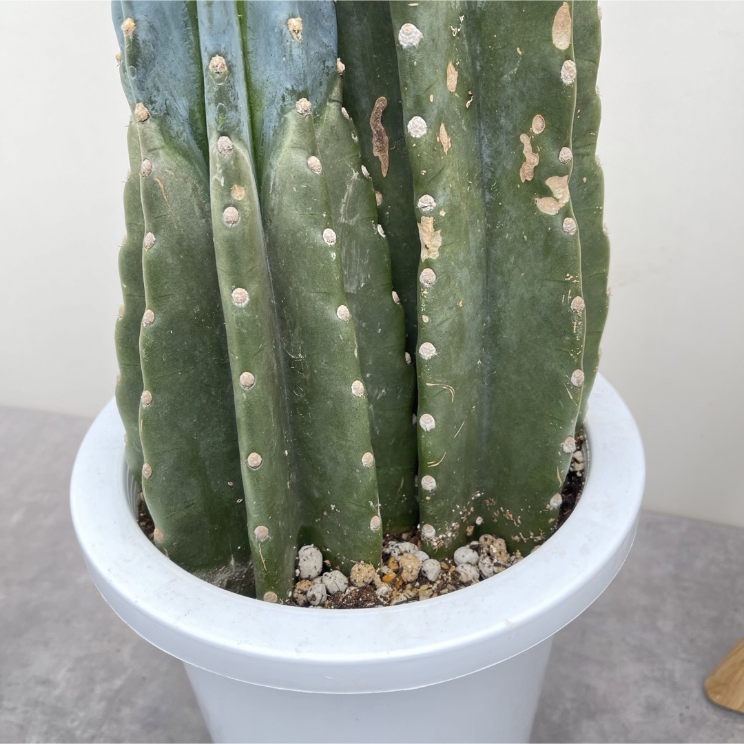 柱サボテン 3本立て 13【現品】観葉植物 ドライガーデン 大型 柱サボテン 3本立て 13【現品】観葉植物 ドライガーデン 大型