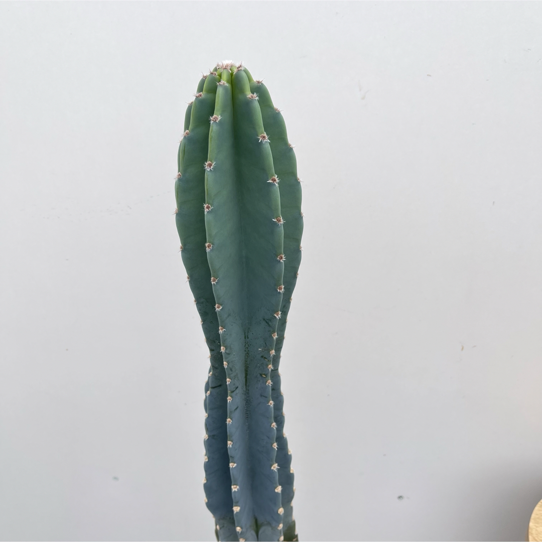 柱サボテン 3本立て 13【現品】観葉植物 ドライガーデン 大型 柱サボテン 3本立て 13【現品】観葉植物 ドライガーデン 大型