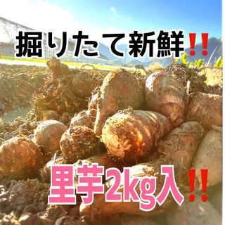 丹波で育てた里芋2kg入‼️(野菜)