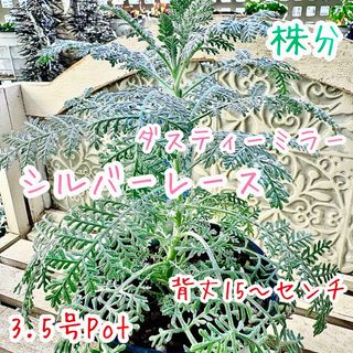 シルバーレース 苗 株分 シロタエギク ダスティミラー シルバー シルバーレース 苗 株分 シロタエギク ダスティミラー シルバー