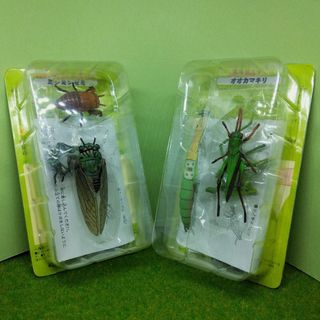フルタセイカ(フルタ製菓)のフルタ製菓　食玩　昆虫サイエンス　ミンミンゼミ & オオカマキリ(その他)