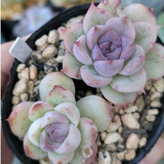 多肉植物 交配苗 アメジスト×クリームベリー カット苗(その他)