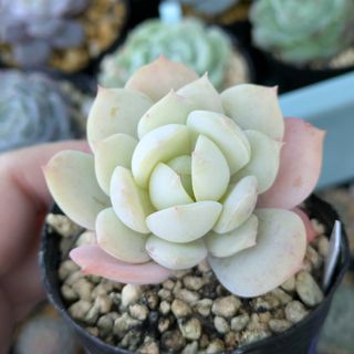 多肉植物 グリムワン カット苗(その他)