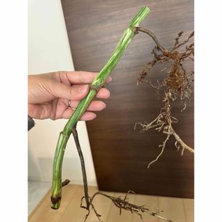 【発根済み】極上親株の茎！新芽多数！大株　斑入りモンステラ　ボルシギアナ　アルボ(その他)