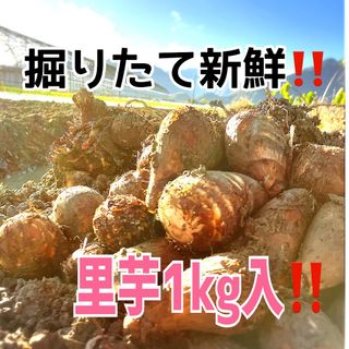 丹波で育てた里芋‼️1kg入‼️(野菜)