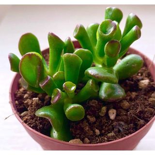ゴーラム♡訳あり！　抜き苗　多肉植物(その他)