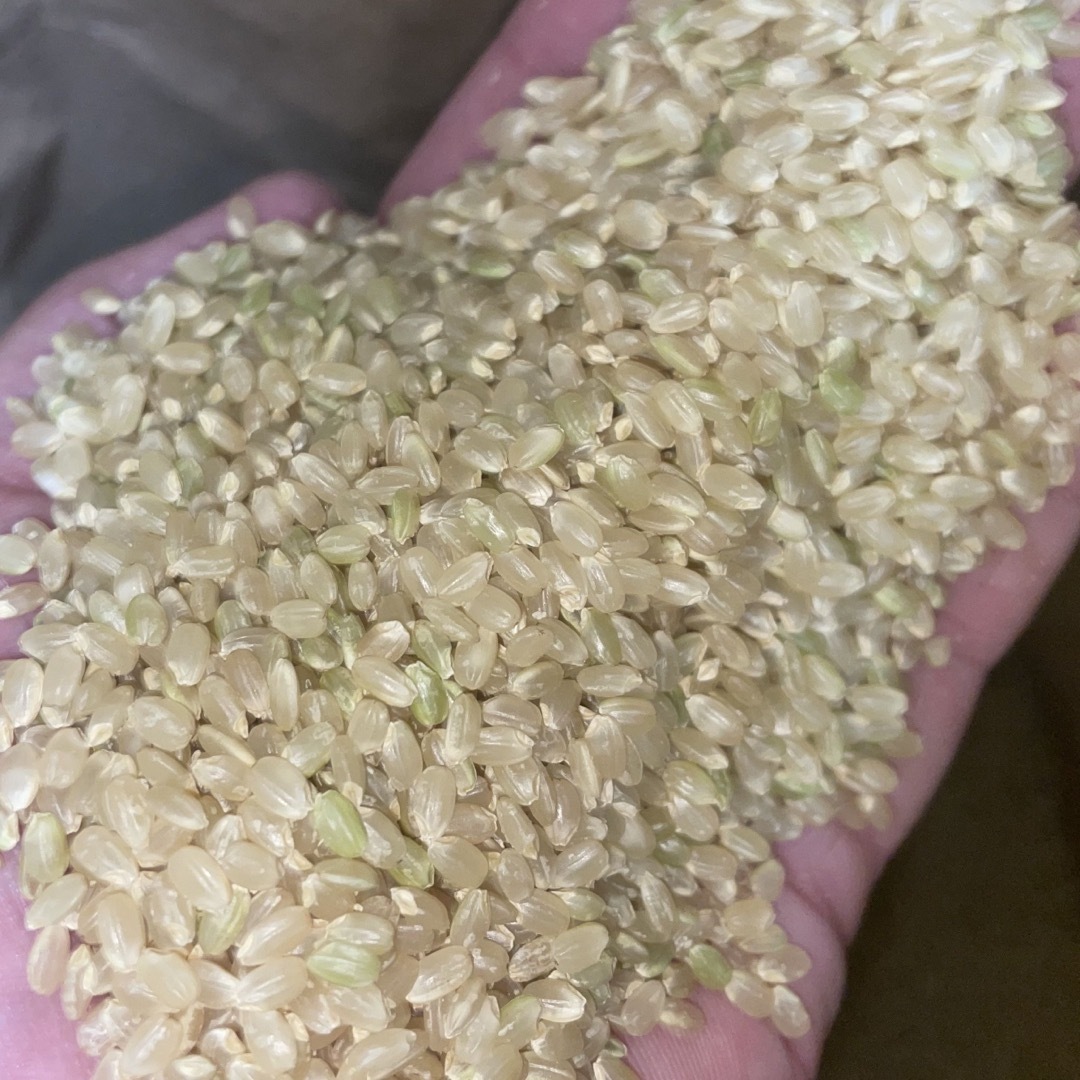香川県産コシヒカリ6年産 玄米30kg 米/穀物 香川県産コシヒカリ6年産 玄米30kg 米/穀物