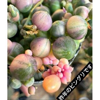 少量出品❣️ピンク斑入りグリーンネックレス 【通称：ピングリ】 potのまま配送❣️(その他)
