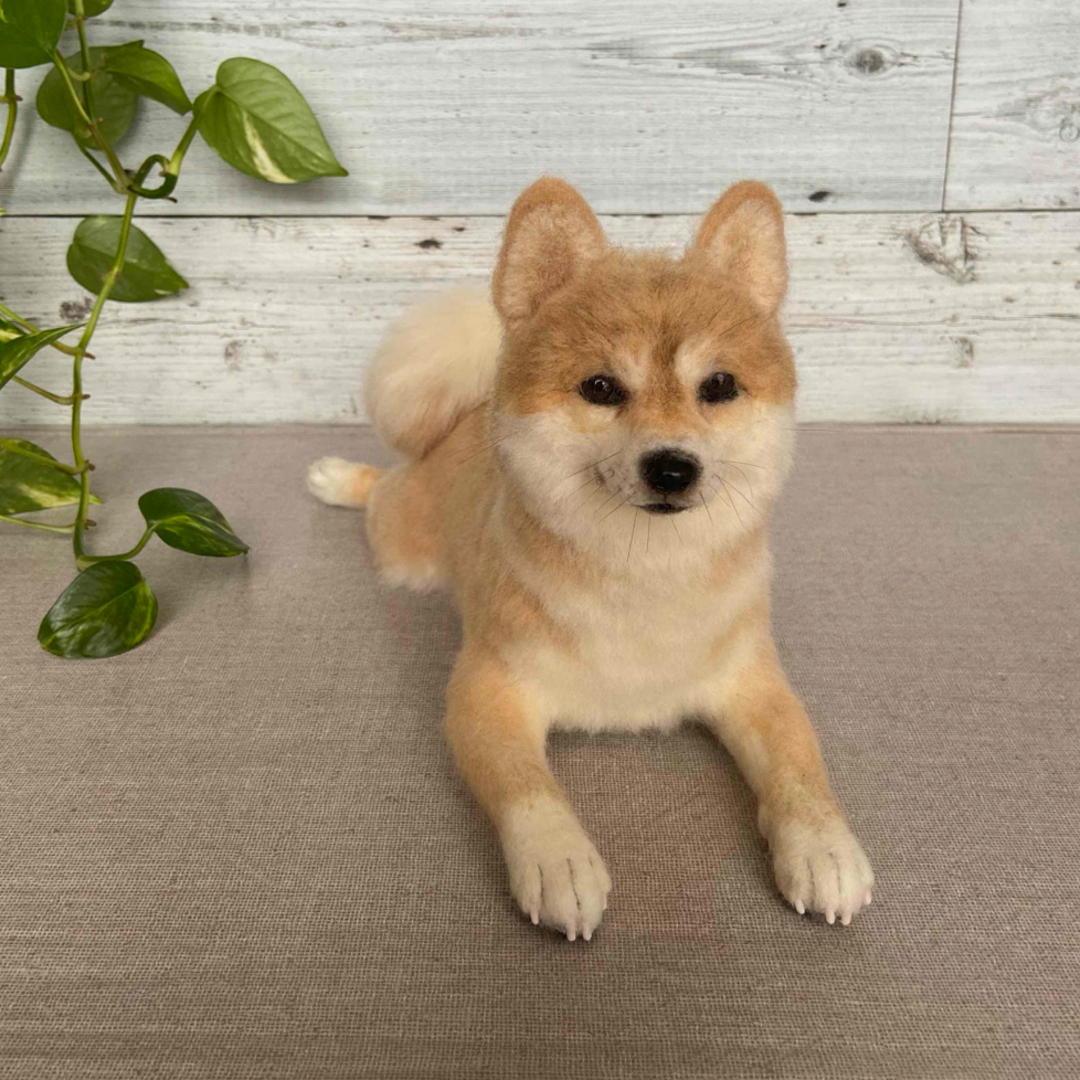 羊毛フェルト 柴犬 羊毛フェルト 柴犬