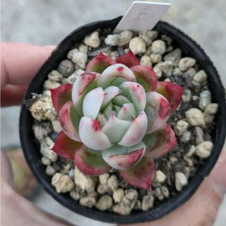多肉植物カット苗 エレガンスhyb(その他)