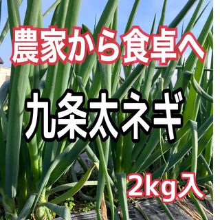 丹波の九条太ネギ‼️お鍋のお供に‼️2kg入(野菜)