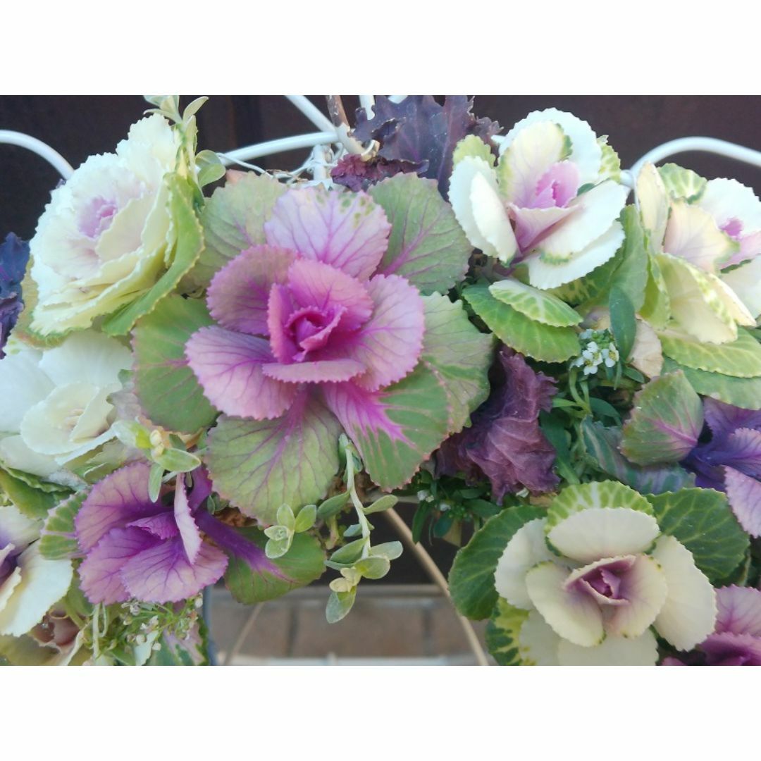安いそれに目立つ ミニ 寄せ植え ハボタン 葉牡丹 (スタンド付) リース仕立て 鉢花