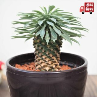 『パイナップルコーン・ソテツキリン』ユーフォルビア★かわいい★多肉植物(その他)