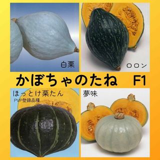 カボチャ種セット4●白栗ロロンほっとけ栗たん夢味●白皮ラグビーボール型南瓜短節間(その他)
