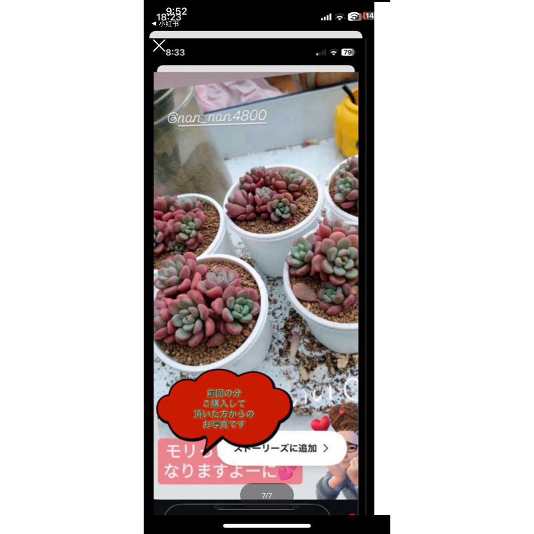 三頭っ子 テレタビーズ 新種 多肉植物 小群苗(4CMぐらい)の 三頭っ子 テレタビーズ 新種 多肉植物 小群苗(4CMぐらい)の