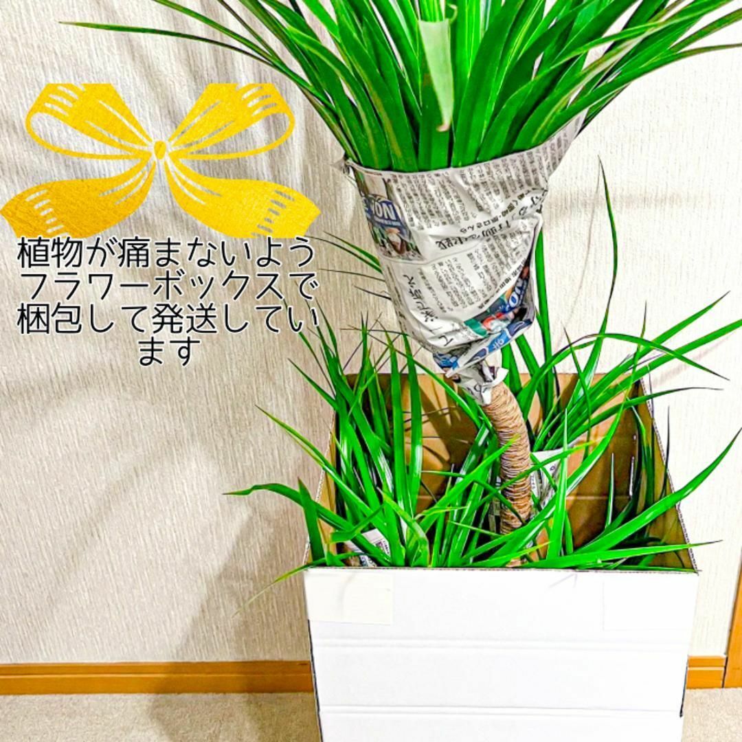 パンダガジュマル 斑入り(パンダガジュマル 斑入り 厳し 新芽 パンダガジュマル 斑入り(パンダガジュマル 斑入り 厳し 新芽